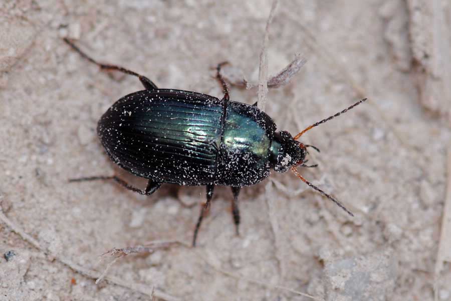 Carabidae alpino da id. Amara ovata